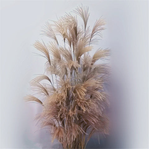 Pampas grass