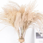 Pampas grass