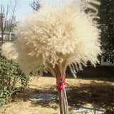 Pampas grass