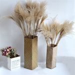 Pampas grass